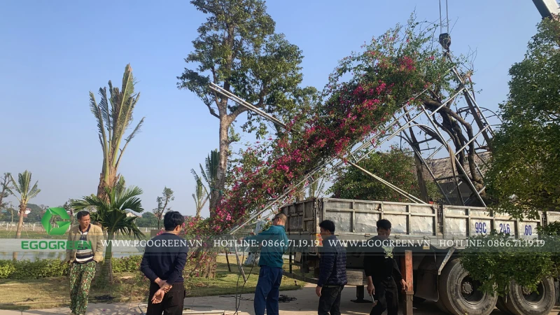 Bảng báo giá thiết kế và thi công sân vườn mới nhất 2026 | Cập nhật từ EGOGREEN